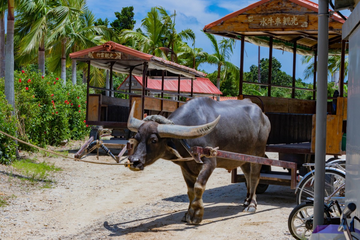 搭乘知名的「水牛車」遊覽竹富島的聚落